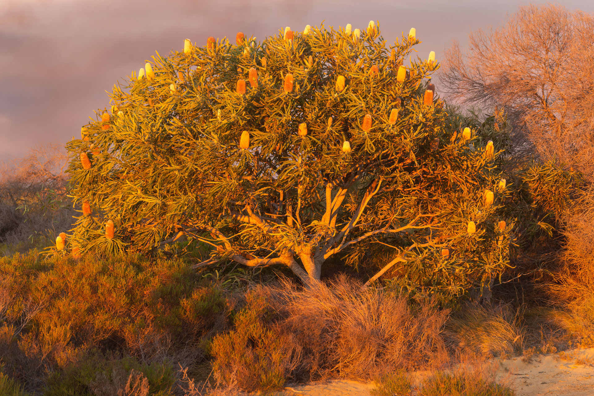 Kalberri - jährliche Brandrodung verdunkelt den Himmel und sorgt für eine besondere Lichtstimmung